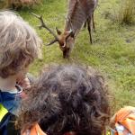 Peak Wildlife Park Deer Summer 2018