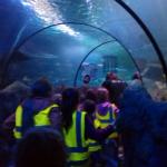 Sea Life Centre Trip Summer 2017