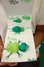 Frog Life Cycle